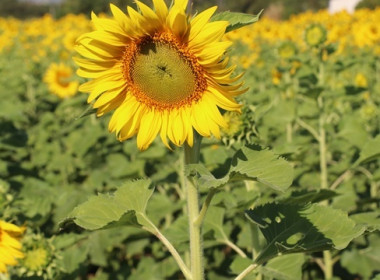 ร่วมเป็นเกียรติในพิธีเปิดแหล่งท่องเที่ยวเชิงเกษตรในจังหวัดสระบุรี ประจำปี 2569 ... พารามิเตอร์รูปภาพ 17