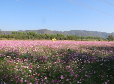 ร่วมเป็นเกียรติในพิธีเปิดแหล่งท่องเที่ยวเชิงเกษตรในจังหวัดสระบุรี ประจำปี 2569 ... พารามิเตอร์รูปภาพ 29