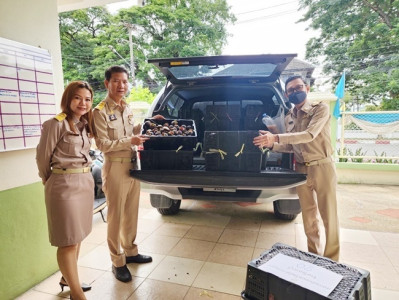 ร่วมกระจายมังคุดในพื้นที่จังหวัดนครศรีธรรมราช พารามิเตอร์รูปภาพ 1