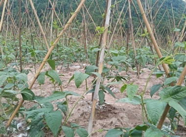 ตรวจเยี่ยมติดตามผลการดำเนินโครงการส่งเสริมพัฒนาอาชีพ ... พารามิเตอร์รูปภาพ 6