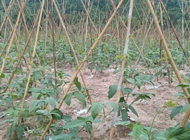 ตรวจเยี่ยมติดตามผลการดำเนินโครงการส่งเสริมพัฒนาอาชีพ ... พารามิเตอร์รูปภาพ 7