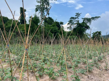 ตรวจเยี่ยมติดตามผลการดำเนินโครงการส่งเสริมพัฒนาอาชีพ ... พารามิเตอร์รูปภาพ 8