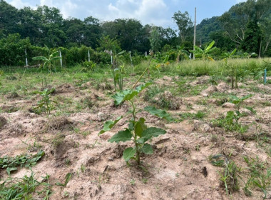 ตรวจเยี่ยมติดตามผลการดำเนินโครงการส่งเสริมพัฒนาอาชีพ ... พารามิเตอร์รูปภาพ 9